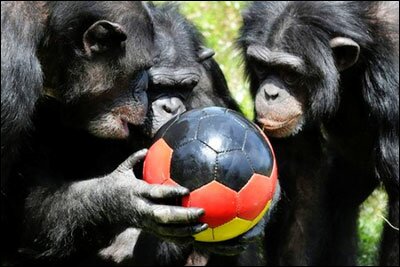 monkeys-ball